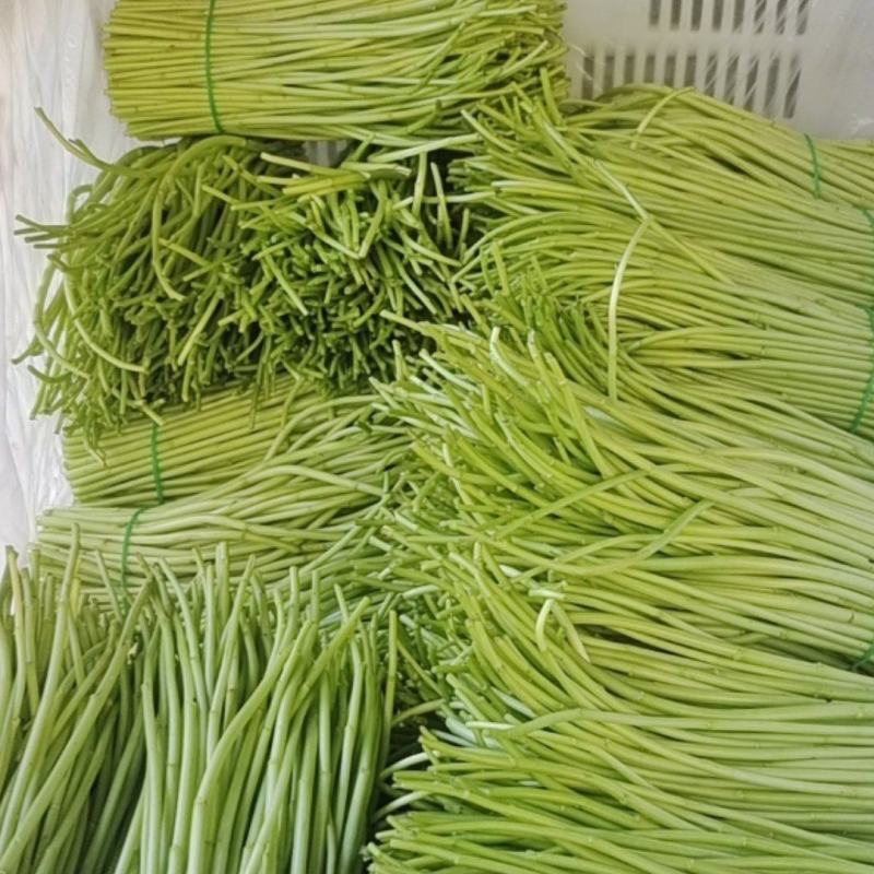【推荐】精品芦蒿白蒿产地直发全国代发偏执保障欢迎