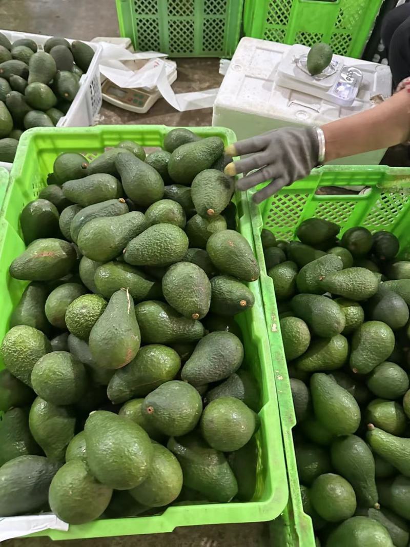 一件代发货云南孟连哈斯牛油果果肉很柔软香滑不腻口感顺滑