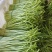 【推荐】精品芦蒿白蒿产地直发全国代发偏执保障欢迎