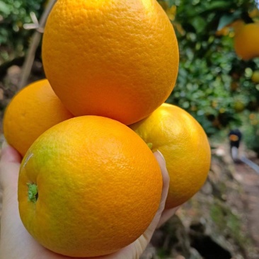 纽荷尔脐橙湖北脐橙产地橙子批发一手货源多渠道发货