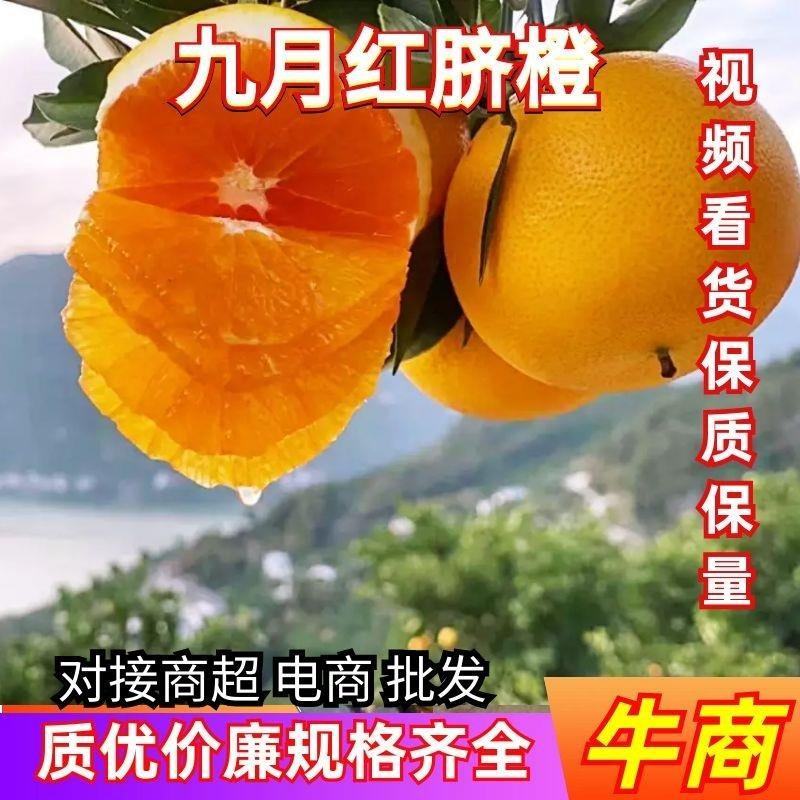 九月红脐橙湖北九月红橙子产地直发电商市场商超品质
