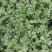 【芹菜】大量供应西芹保质保量河南周口直发保质保量对接全国