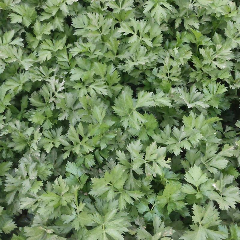 【芹菜】大量供应西芹保质保量河南周口直发保质保量对接全国