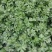 【芹菜】大量供应西芹保质保量河南周口直发保质保量对接全国