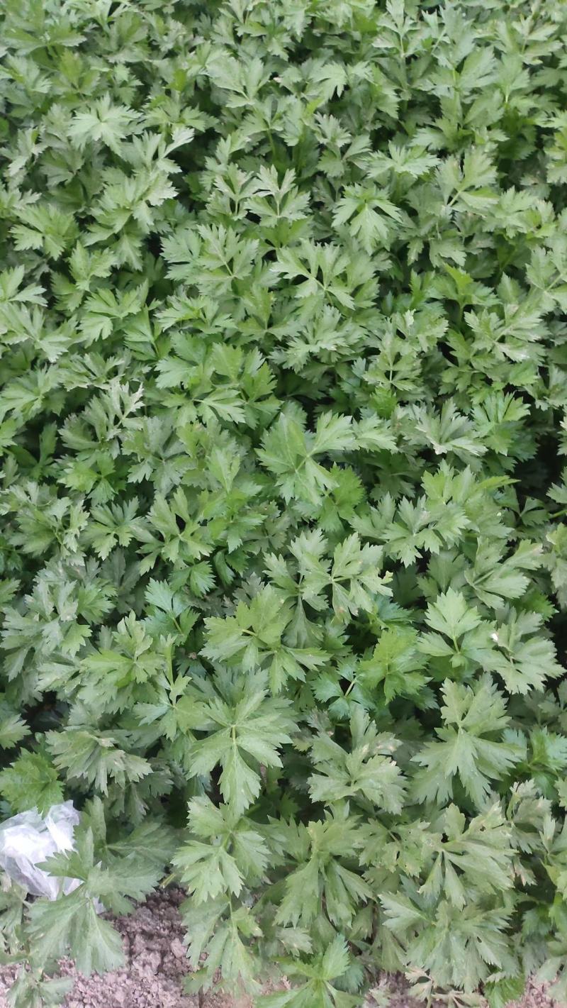 【芹菜】大量供应西芹保质保量河南周口直发保质保量对接全国