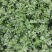 【芹菜】大量供应西芹保质保量河南周口直发保质保量对接全国