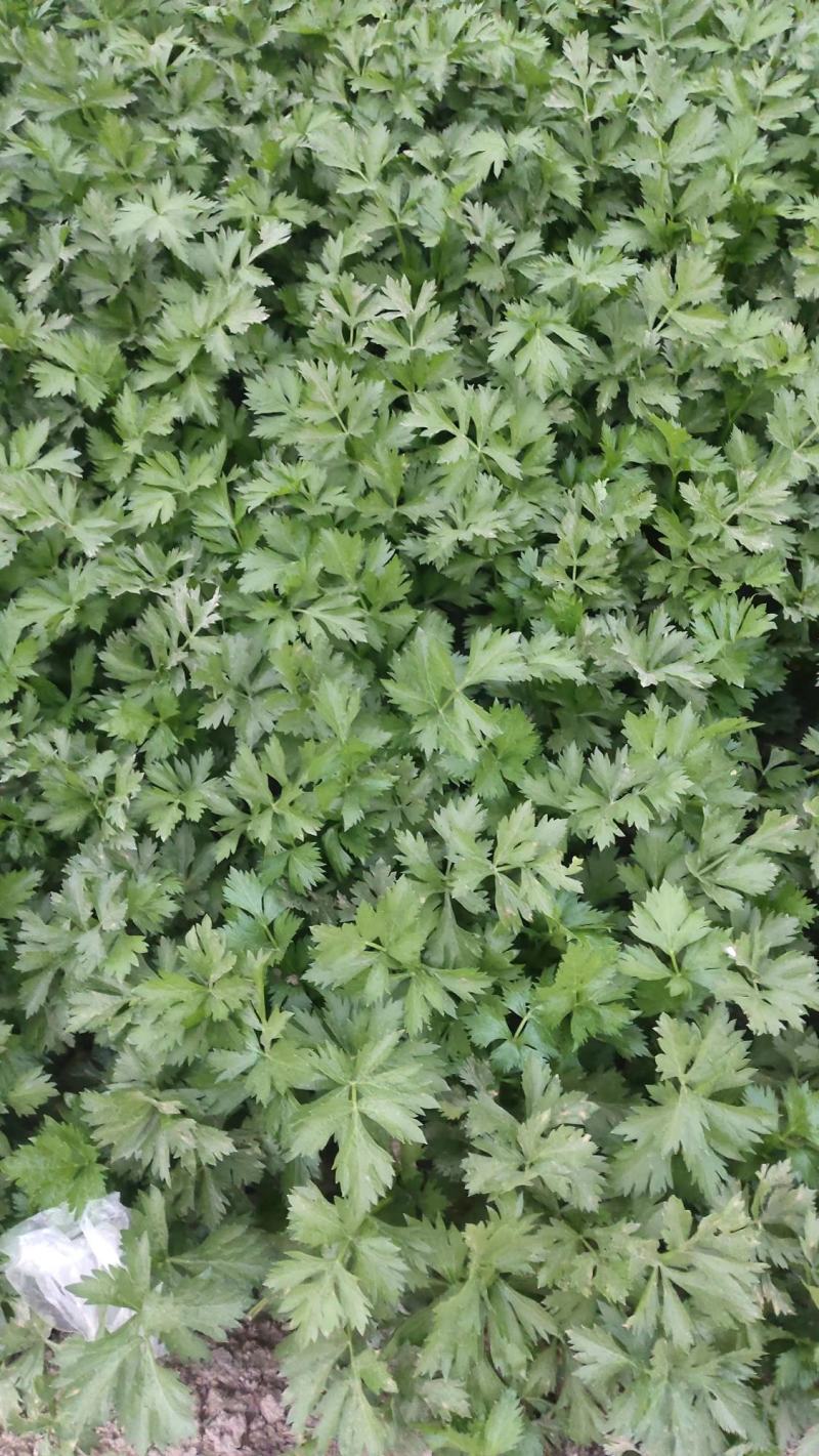 【芹菜】大量供应西芹保质保量河南周口直发保质保量对接全国