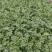 【芹菜】大量供应西芹保质保量河南周口直发保质保量对接全国