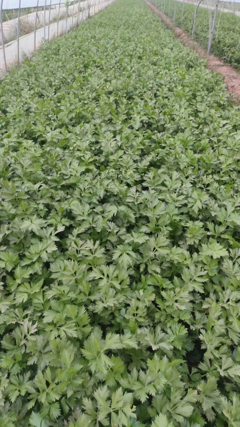 【芹菜】大量供应西芹保质保量河南周口直发保质保量对接全国