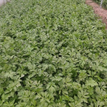 【芹菜】大量供应西芹保质保量河南周口直发保质保量对接全国