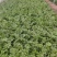 【芹菜】大量供应西芹保质保量河南周口直发保质保量对接全国