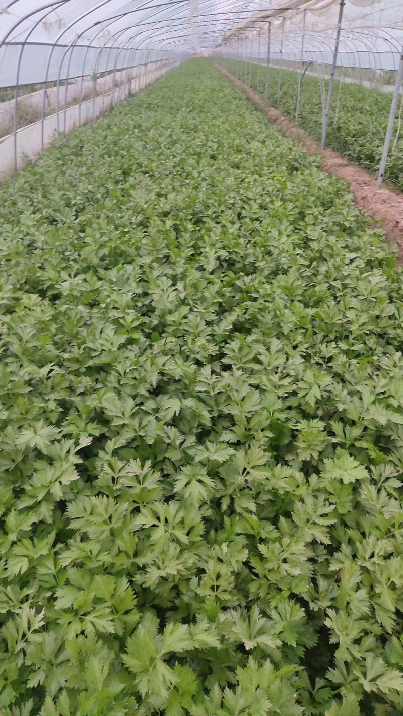 【芹菜】大量供应西芹保质保量河南周口直发保质保量对接全国