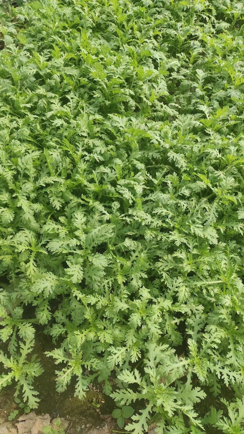【芹菜】大量供应西芹保质保量河南周口直发保质保量对接全国