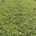 【芹菜】大量供应西芹保质保量河南周口直发保质保量对接全国