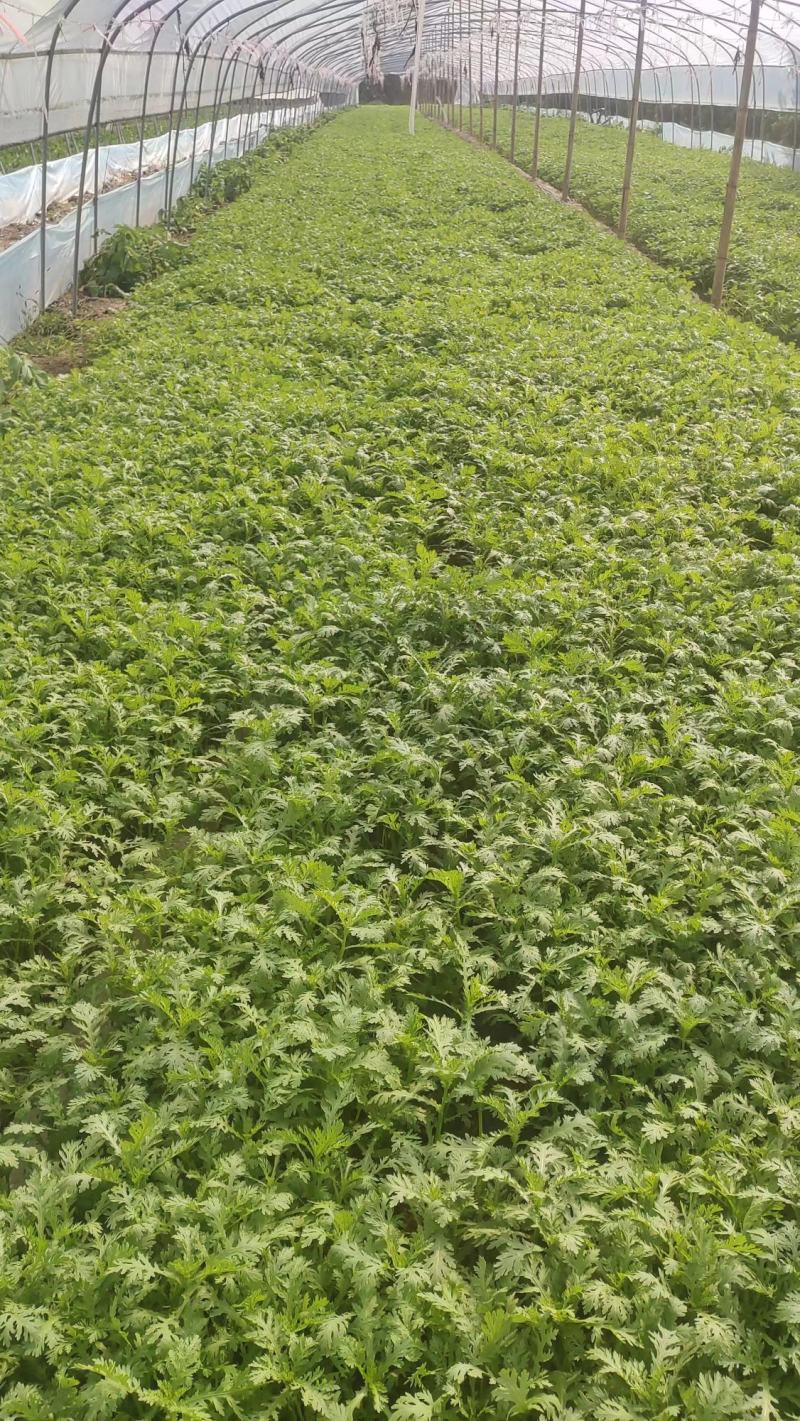 【芹菜】大量供应西芹保质保量河南周口直发保质保量对接全国