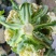 【牛商推荐】菜花1斤紧密乳白可对接商超团购量大从优