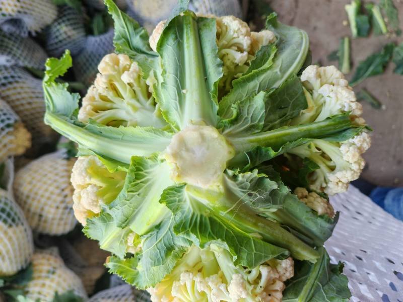 【牛商推荐】菜花1斤紧密乳白可对接商超团购量大从优