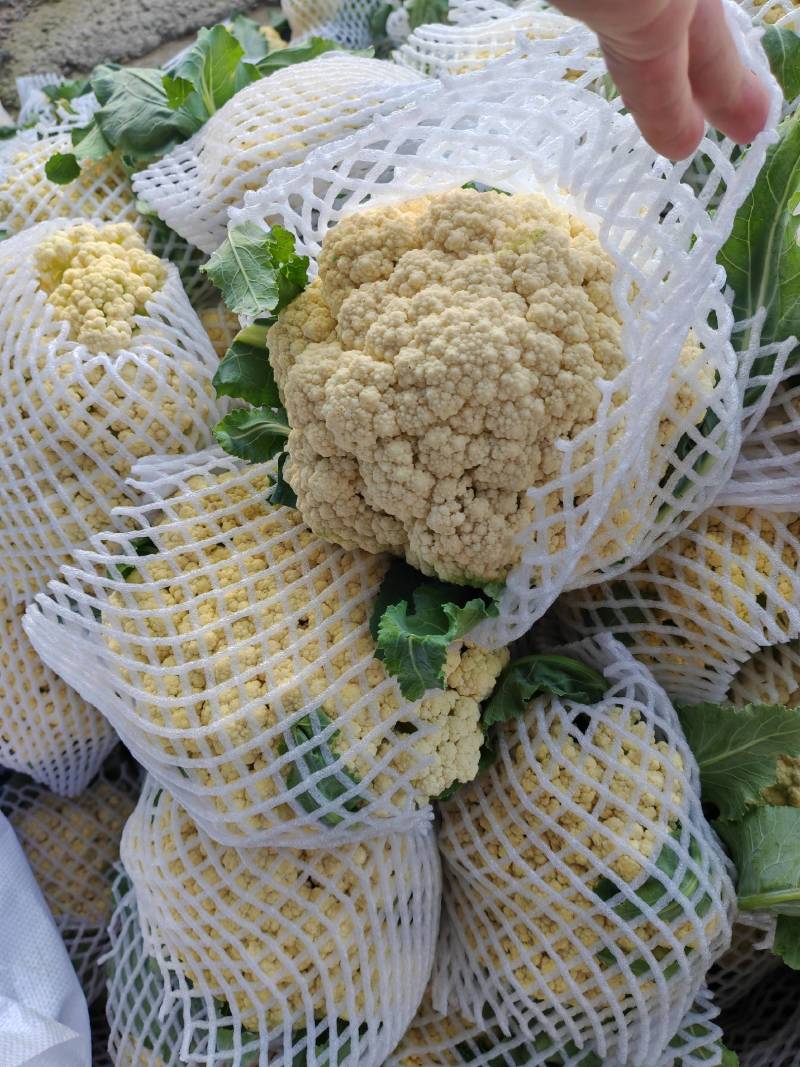 【牛商推荐】菜花1斤紧密乳白可对接商超团购量大从优