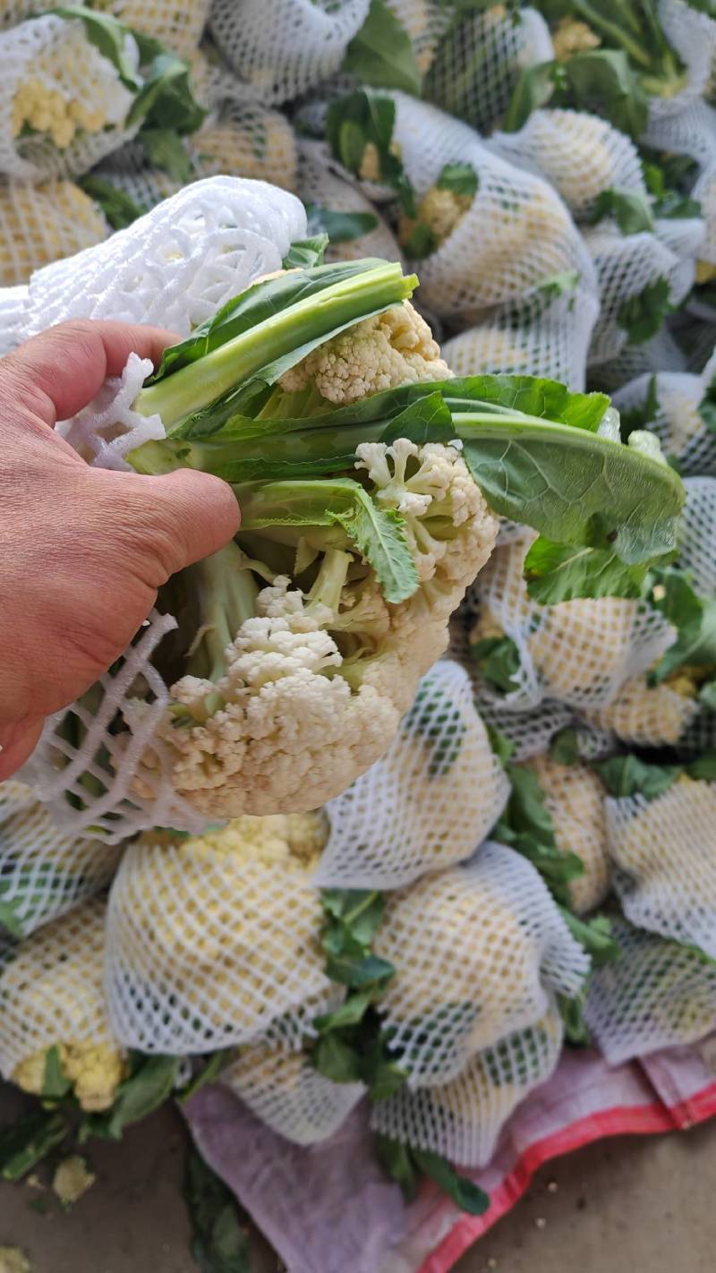 【牛商推荐】菜花1斤紧密乳白可对接商超团购量大从优