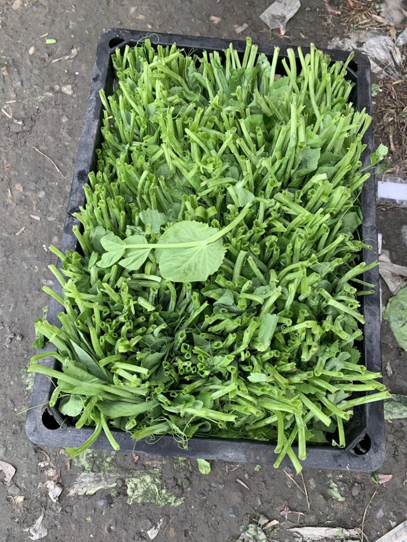 一年四季都有，豌豆尖种植户精品豌豆尖掐得短