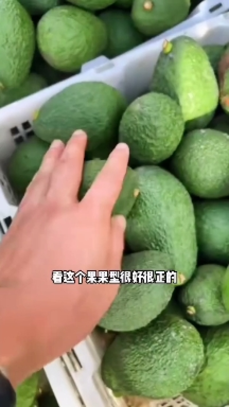 一件代发云南孟连哈斯牛油果口感顺滑香滑柔软单果100g起