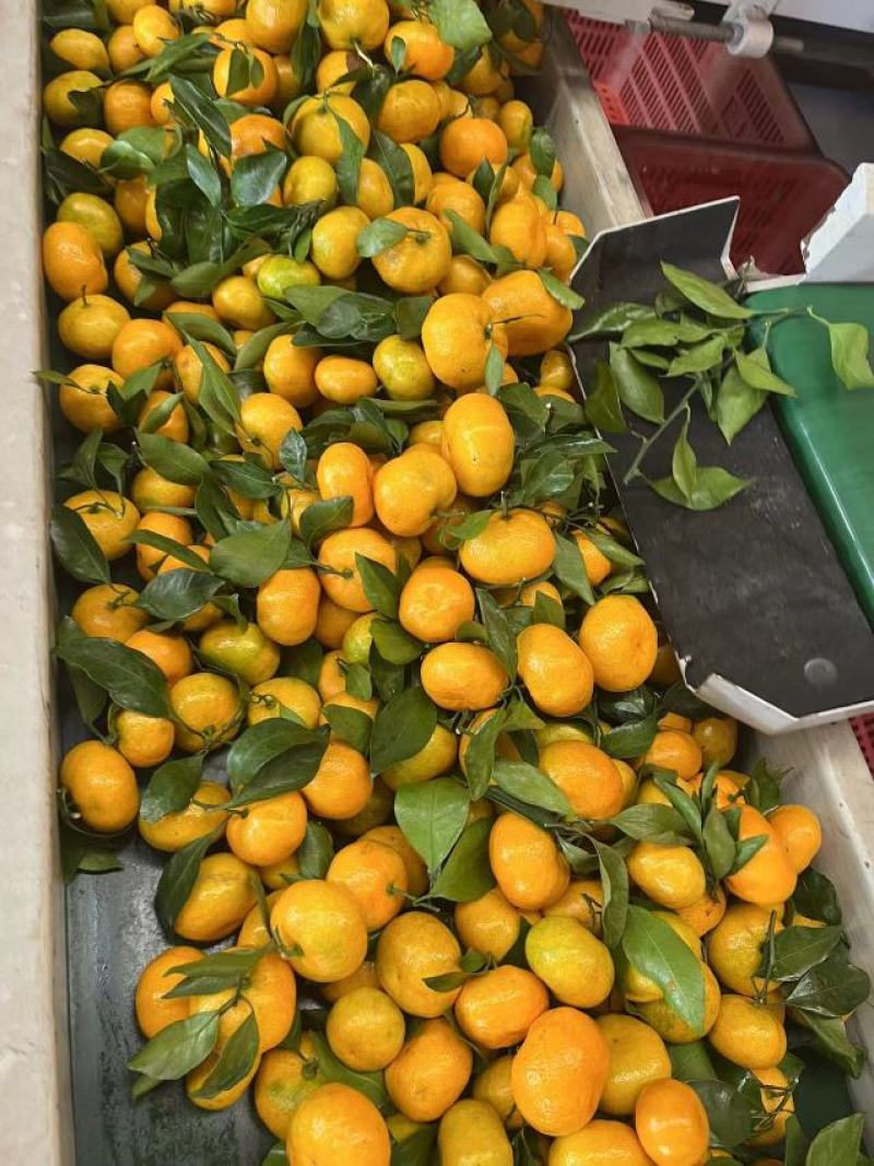 【精选】湖北宜昌精品蜜橘皮薄多汁甜度高水分足产地大量供