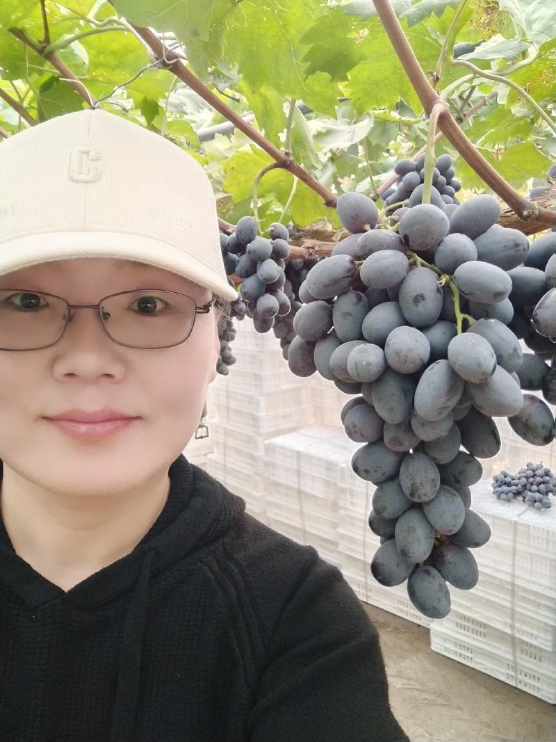 秋黑葡萄苗，黑提自然坐果好，晚熟大粒脆甜多汁，量大优惠
