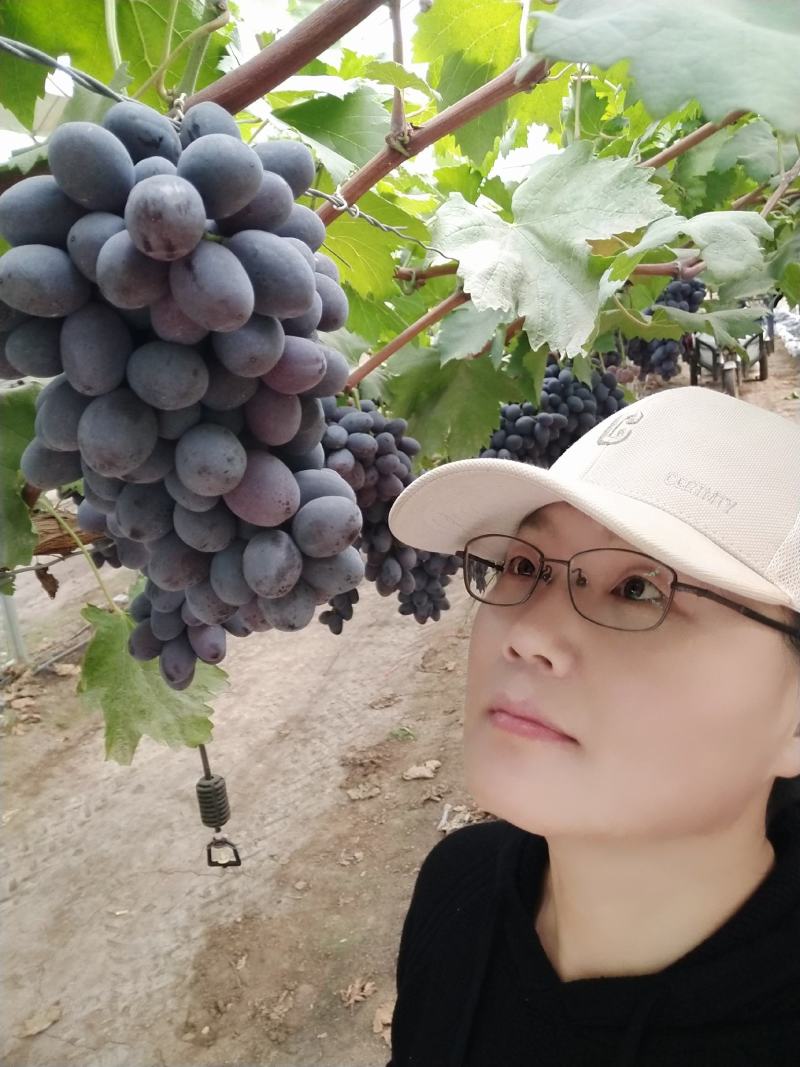 秋黑葡萄苗，黑提自然坐果好，晚熟大粒脆甜多汁，量大优惠