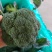 精品西兰花