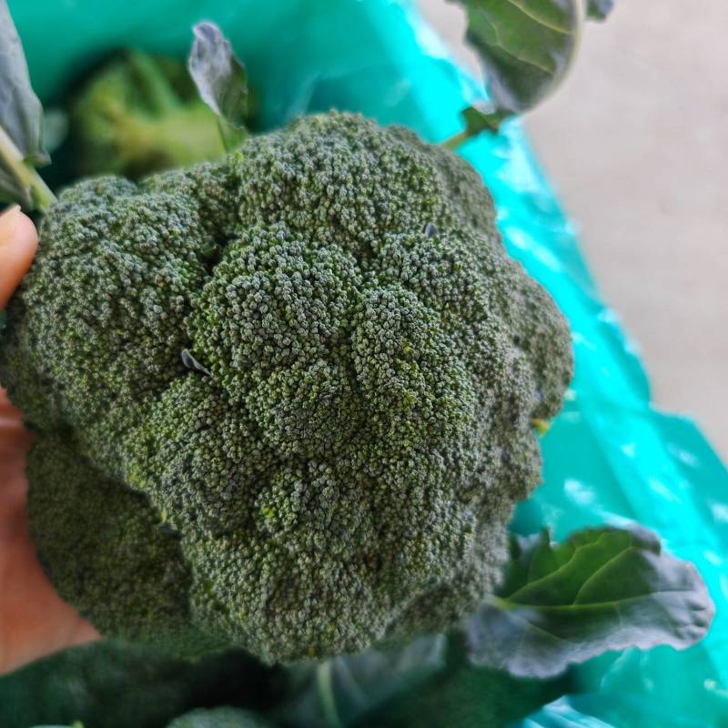 精品西兰花