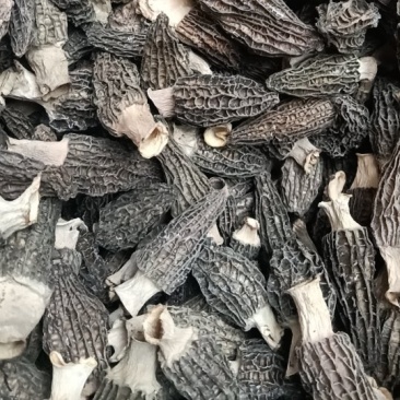 羊肚菌干货一箱也是批发价按需分捡按客户要求定制款