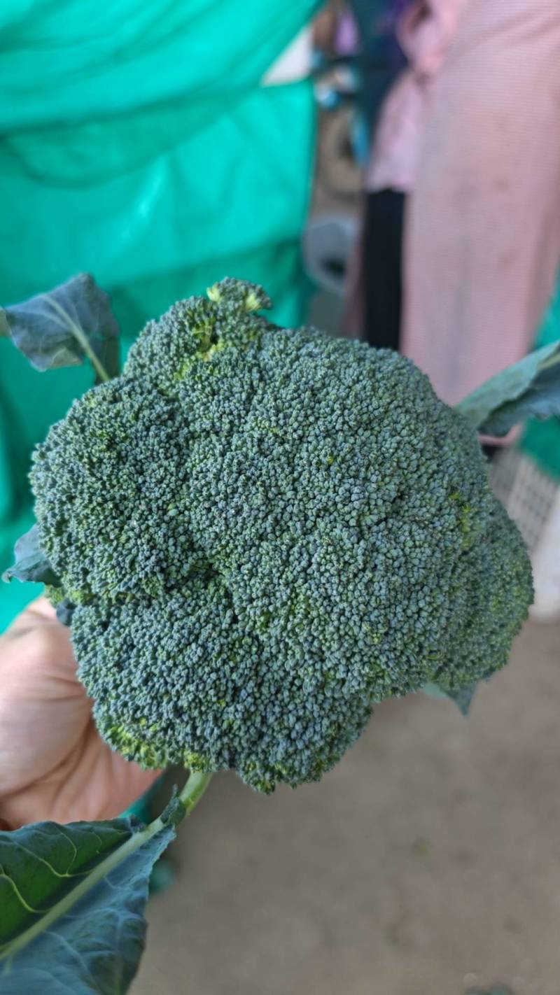 精品西兰花