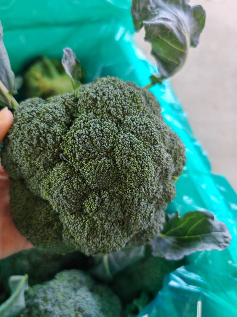精品西兰花