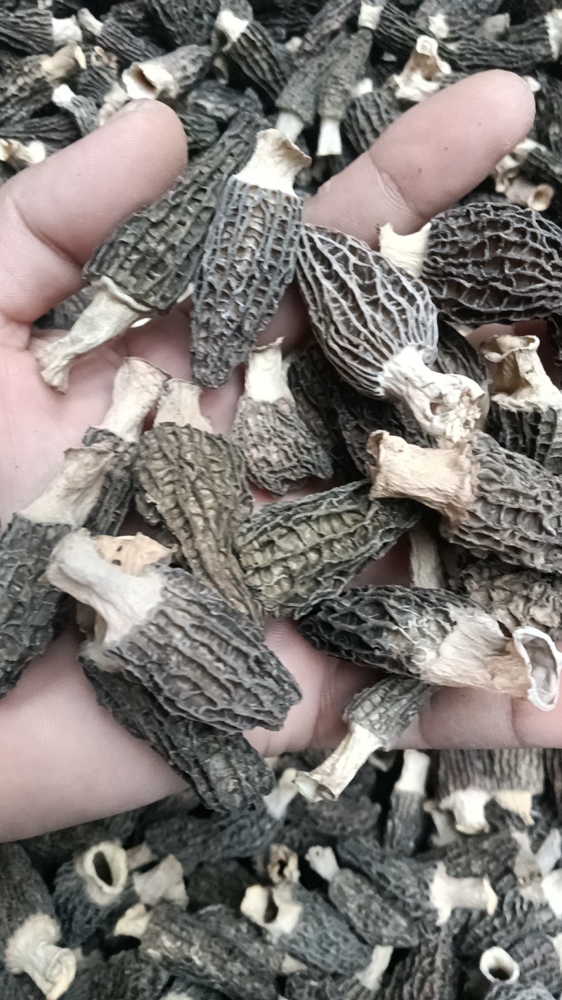 羊肚菌干货一箱也是批发价按需分捡按客户要求定制款