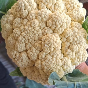 有机花菜