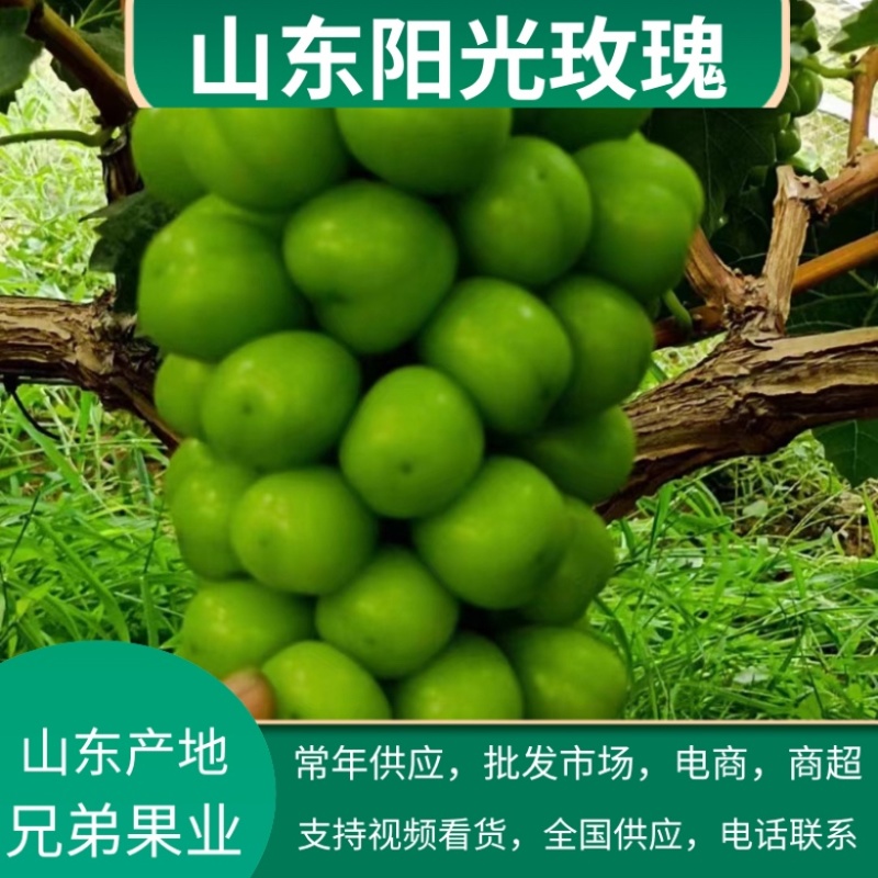 葡萄青岛阳光玫瑰，货源充足，产地直销，可视频看货