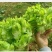 儿菜安徽儿菜娃娃菜现在大量大量上市了欢迎前来考察