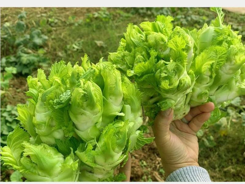 儿菜安徽儿菜娃娃菜现在大量大量上市了欢迎前来考察