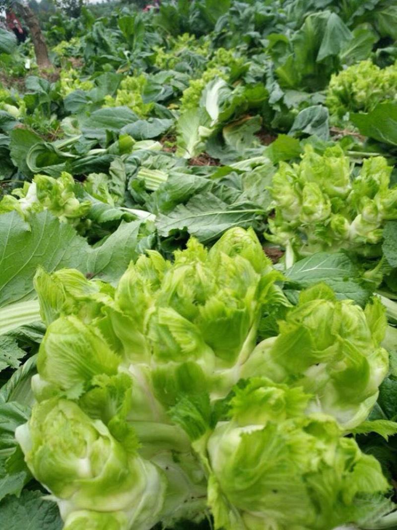 儿菜安徽儿菜娃娃菜现在大量大量上市了欢迎前来考察