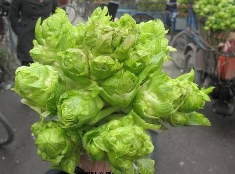 儿菜安徽儿菜娃娃菜现在大量大量上市了欢迎前来考察
