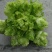 儿菜安徽儿菜娃娃菜现在大量大量上市了欢迎前来考察