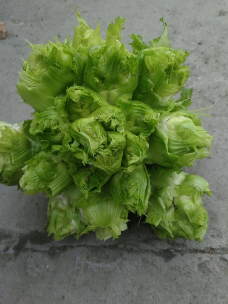 儿菜安徽儿菜娃娃菜现在大量大量上市了欢迎前来考察