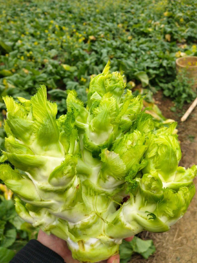 儿菜安徽儿菜娃娃菜现在大量大量上市了欢迎前来考察