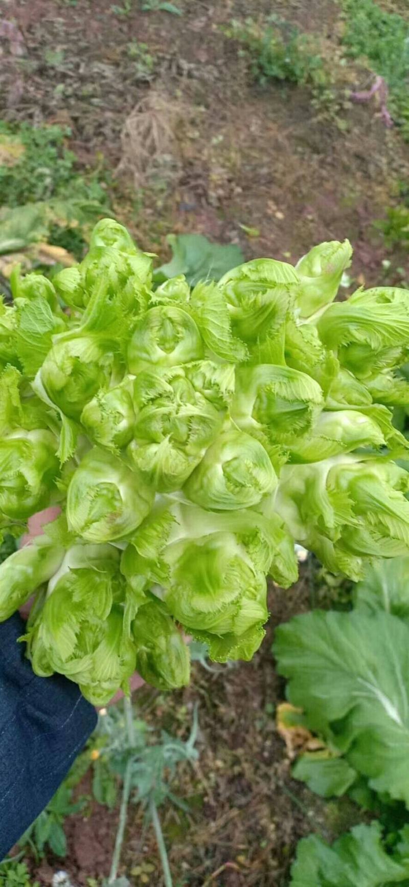 儿菜安徽儿菜娃娃菜现在大量大量上市了欢迎前来考察