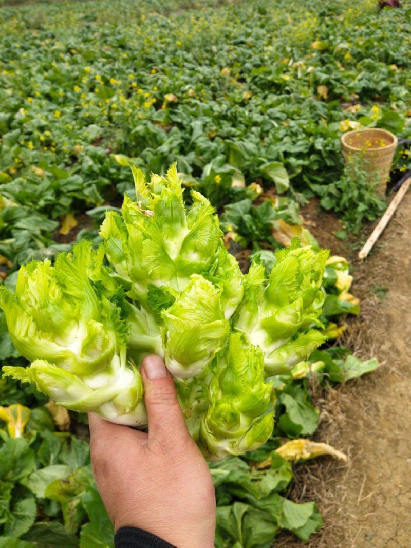 儿菜安徽儿菜娃娃菜现在大量大量上市了欢迎前来考察