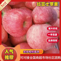 陕西礼泉红富士苹果-量大从优-产地直供-价格低坏包赔
