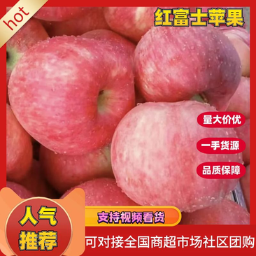 陕西礼泉红富士苹果-量大从优-产地直供-价格低坏包赔