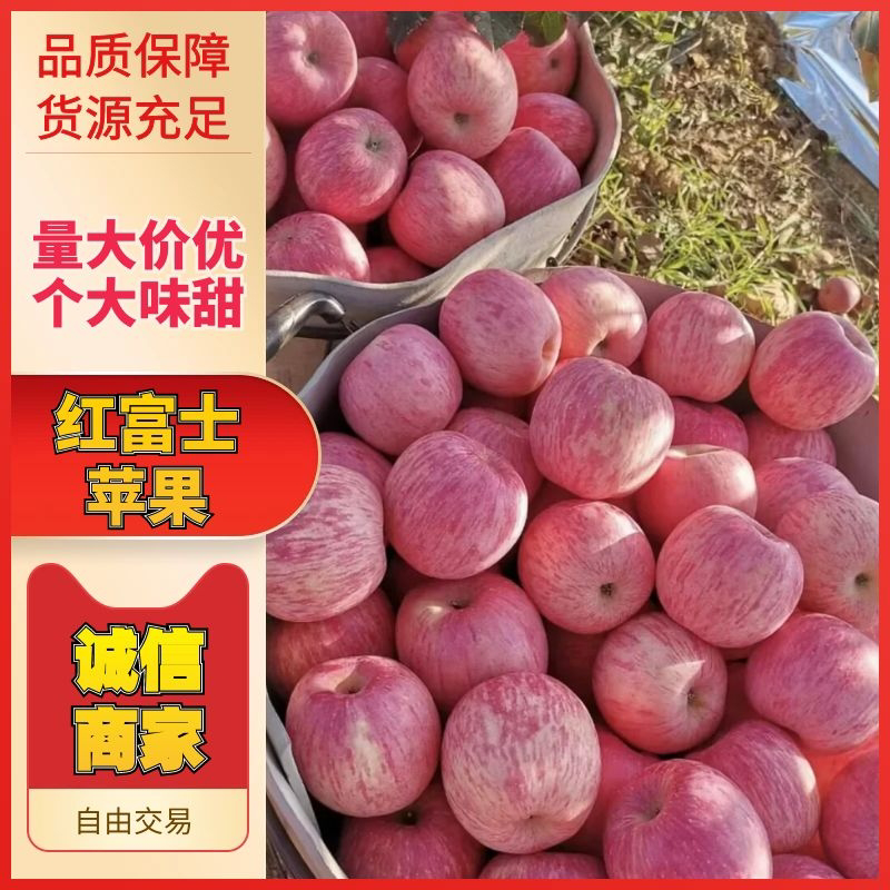 陕西礼泉膜袋红富士苹果-量大从优-价格低-坏果包赔