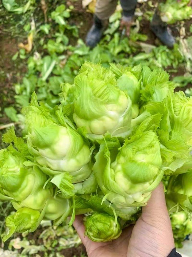 儿菜大量上市，正宗味道好，欢迎进店当天发货