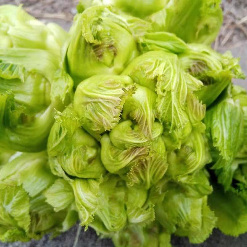 儿菜大量上市，正宗味道好，欢迎进店当天发货